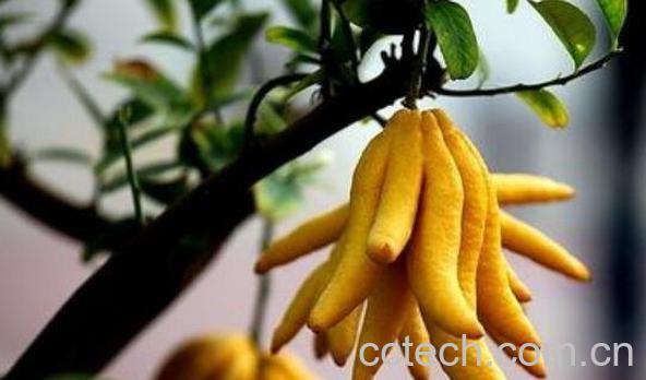 招财佛手如何养 招财佛手的养殖方法-1