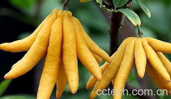 招财佛手如何养 招财佛手的养殖方法-0