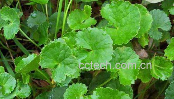 金钱草的副作用及禁忌 养殖金钱草的好处-0