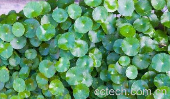 金钱草的副作用及禁忌 养殖金钱草的好处-1