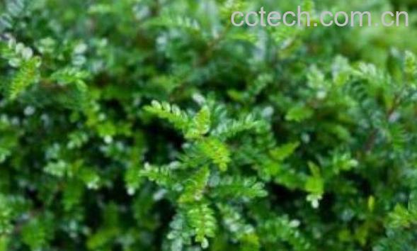 清香木与胡椒木的区别-0