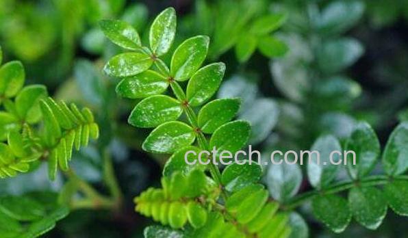 清香木与胡椒木的区别-1