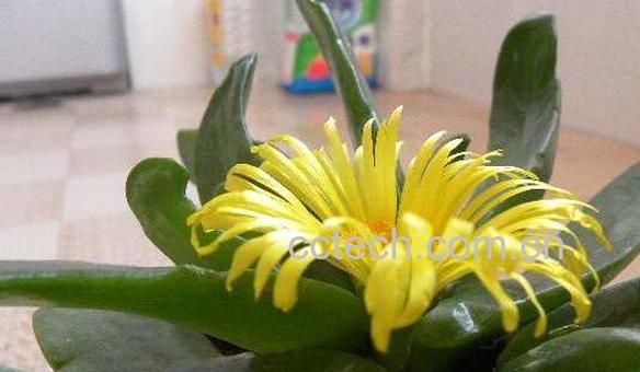 佛手托金如何养殖 佛手托金的养殖方法-0