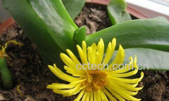 佛手托金如何养殖 佛手托金的养殖方法-1