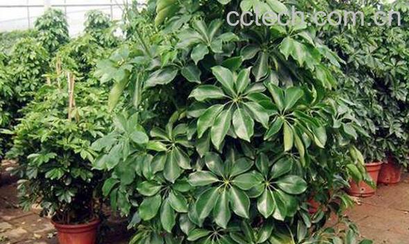 招财树怎么养殖 招财树的养殖方法-0