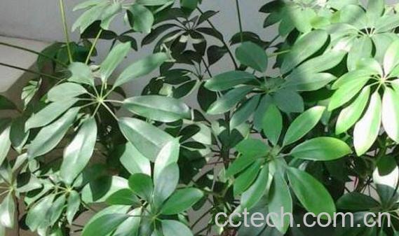 招财树怎么养殖 招财树的养殖方法-1