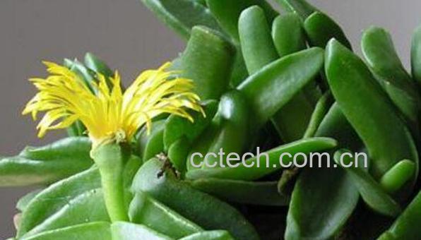 招财佛手如何养殖 招财佛手的养殖方法-0