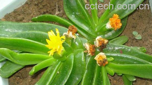 招财佛手如何养殖 招财佛手的养殖方法-1