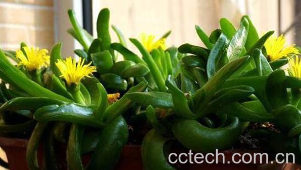 佛手花如何养殖 佛手花的家庭养殖方法-0