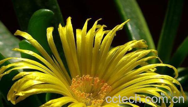 佛手花如何养殖 佛手花的家庭养殖方法-1