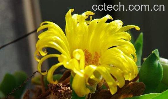 佛手花的功效与作用 佛手花的药用价值-1