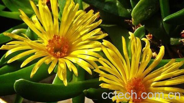 佛手花的功效与作用 佛手花的药用价值-0