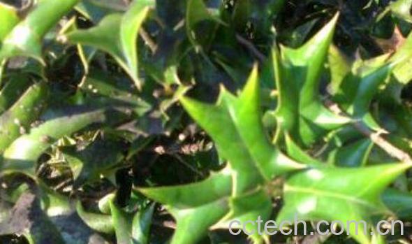 猫儿刺的功效与作用-0