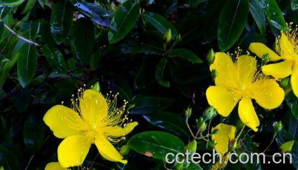 金丝梅的功效与作用及药用价值-0