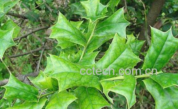 猫儿刺的功效与作用-1