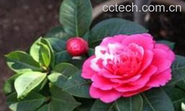 山茶花如何吃 新鲜山茶花的食用方法-1