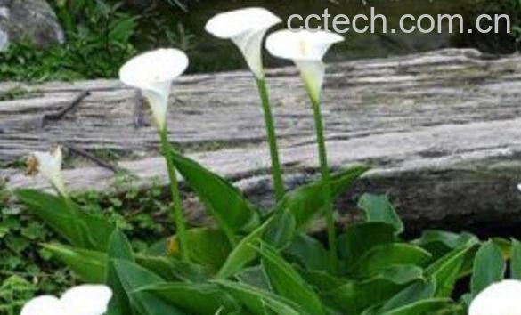 海芋花和马蹄莲的区别-0