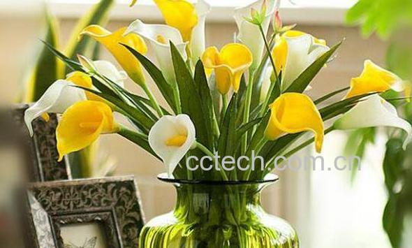 海芋花和马蹄莲的区别-1