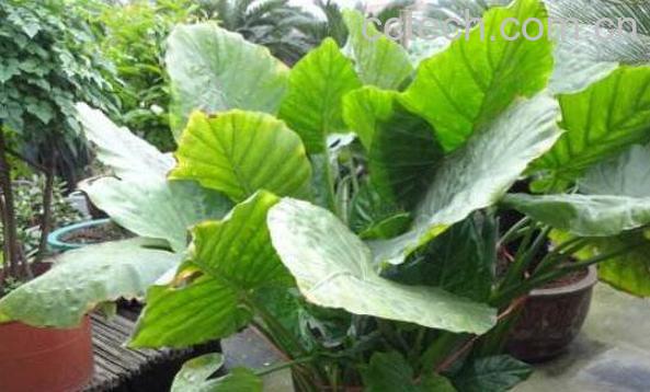 滴水观音和海芋的区别-1