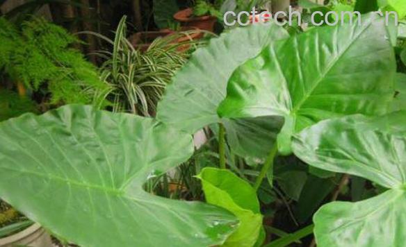 滴水观音和海芋的区别-0