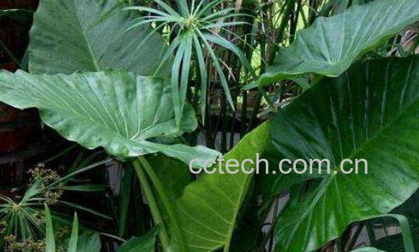 剑叶海芋如何管理 箭叶海芋怎么养-1