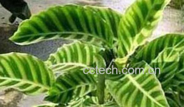 剑叶海芋如何管理 箭叶海芋怎么养-0