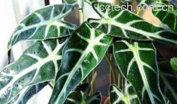 箭叶海芋如何养殖 箭叶海芋的养殖方法-0