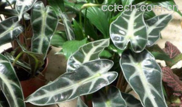 箭叶海芋如何养殖 箭叶海芋的养殖方法-1