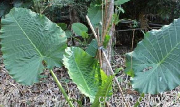 大野芋和海芋的区别-1