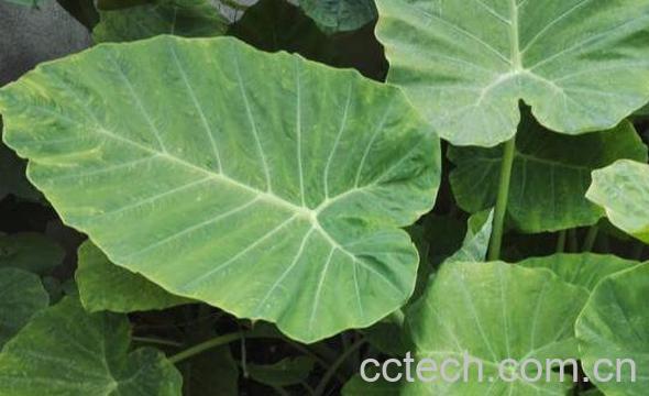 大野芋和海芋的区别-0