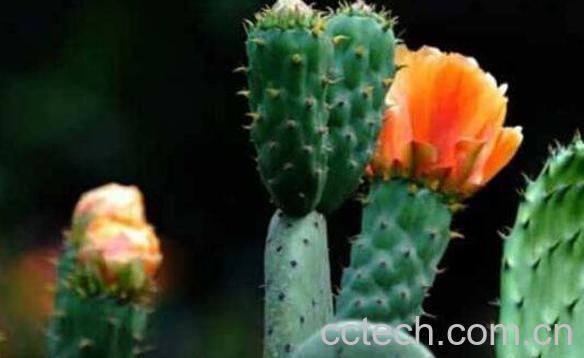 仙人掌什么时候开花 仙人掌的开花条件-1