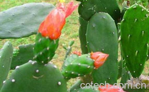 仙人掌什么时候开花 仙人掌的开花条件-0