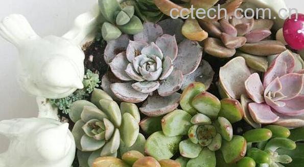 多肉植物长太高怎么办-0