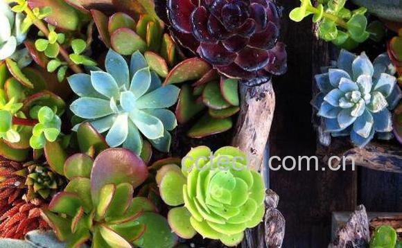 多肉植物长太高怎么办-1