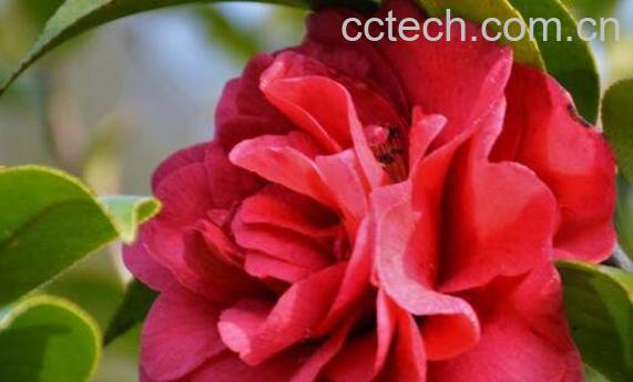 新鲜山茶花怎样泡水 晒干的山茶花怎样泡水-1