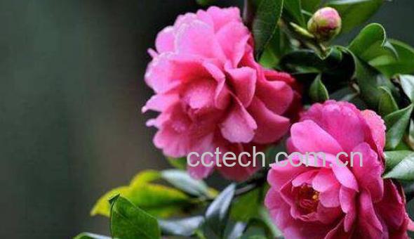 新鲜山茶花怎样泡水 晒干的山茶花怎样泡水-0