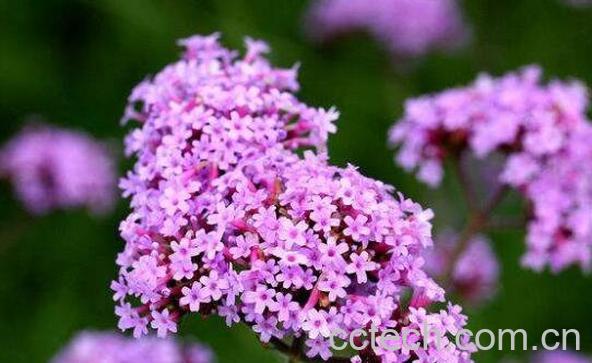 柳叶马鞭草如何种植 柳叶马鞭草种植方法-0