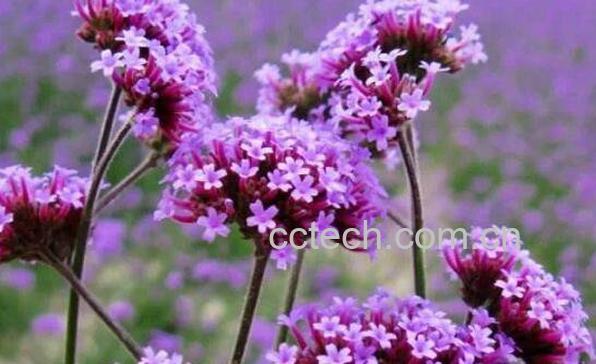 柳叶马鞭草如何种植 柳叶马鞭草种植方法-1