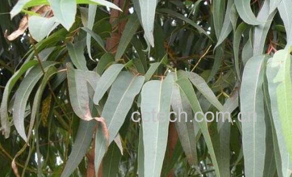 桉树叶有毒吗 中国为什么禁止种桉树-1