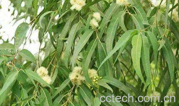 桉树叶有毒吗 中国为什么禁止种桉树-0
