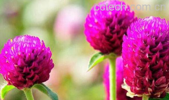 千日红的功效与作用 千日红泡水喝的禁忌-0