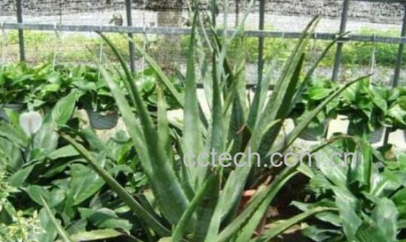 库拉索芦荟的功效与作用-1