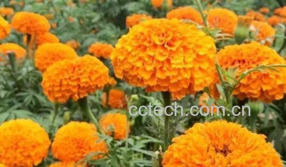 万寿菊的功效与作用 万寿菊的副作用-0