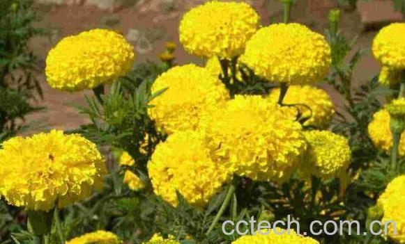 万寿菊的功效与作用 万寿菊的副作用-1