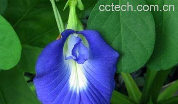 蝶豆花泡茶的副作用 蝶豆花什么人不适合吃-1