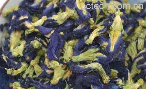 蝶豆花的功效与作用 蝶豆花的食用禁忌-1