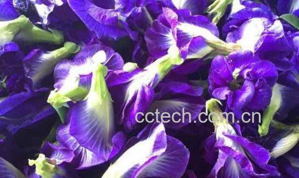 蝶豆花的功效与作用 蝶豆花的食用禁忌-0