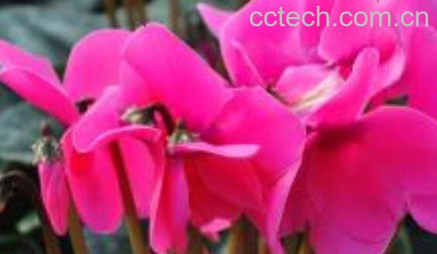 仙客来的养殖方法和注意事项 仙客来怎么养-0