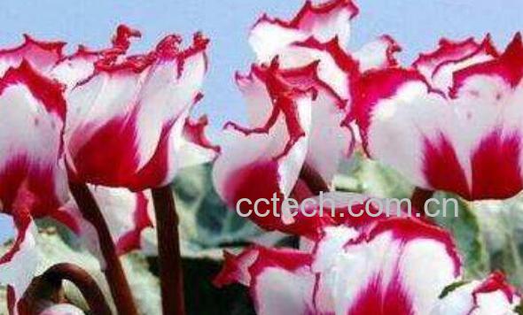 仙客来的养殖方法和注意事项 仙客来怎么养-1