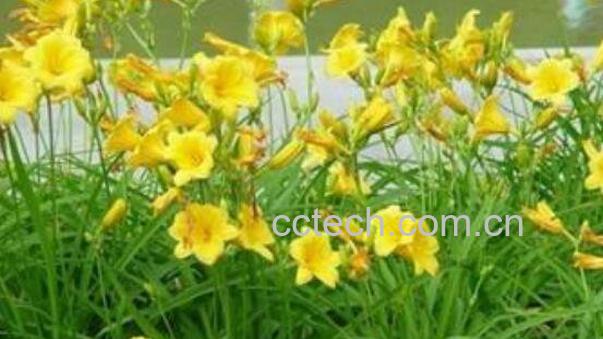 萱草的功效与作用及药用价值-1